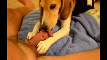 Cocksucker dog plays with his balls and cock