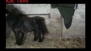 Bubble butt seductress gets screwed by a hung pony
