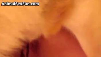 Tiny female vagina being slammed by an excited canine