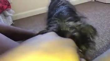 Fine babe loves how her dog is licking her wet pussy