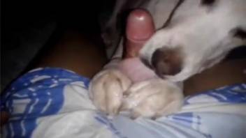 A hot canine eagerly lapping at that tempting cock