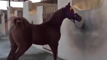 Brunette filly displaying her vagina before intense screwing