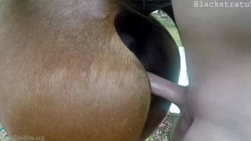 NAked gay man tries zoophilia sex with a horse while filming himself