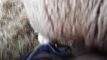 Steamy beastly orifice being pounded in a first-person adult video