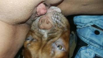 Steamy canine savoring intense facesitting with a promiscuous animal lover