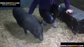 Bushy-crotched bestiality lover bangs a male pig in the stable