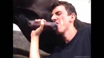 Massive equine dick gets intense blowjob treatment in this spot