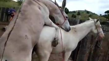 Pale mare getting fucked from behind by a stallion