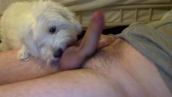 Nice dick getting licked by a cocksucker doggo