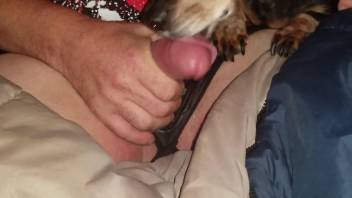 Sexy panties zoophile feeding his cock to a dog