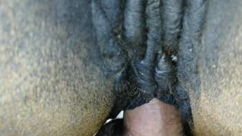 Guy puts his uncut cock in a mare's wet pussy