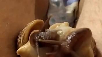 Fantastic sexual encounter involving a man and his alluring snails