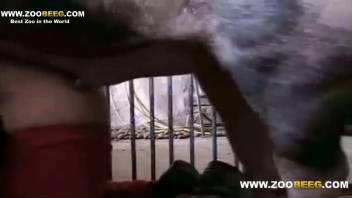 Confined swine screwing a super snug vagina doggy style
