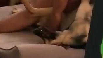 Dude drilling this sexy canine princess on a bed