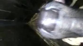 Guy's bushy dick is satisfied by a hot wild vixen