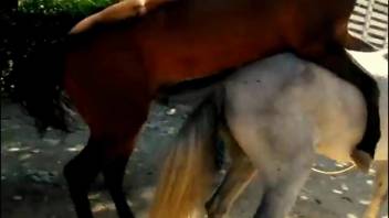 Dark-skinned stud aggressively thrusting into a fair-skinned filly with his enormous shaft