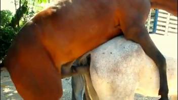 Stud horse aggressively bangs mare as dude records the entire scene
