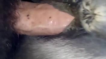 Awesome horse cunt being pounded doggy style