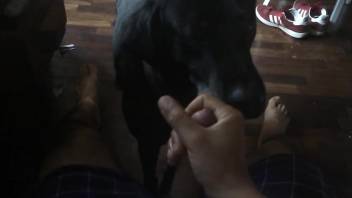 Adorable dog earns a huge facial in a POV video