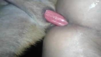 Hot  asshole stuffed full of dog cock in HD quality