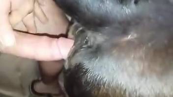 Sexy guy puts his sexy dick in a wet animal cunt