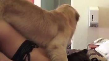 Trimmed pussy lady gets fucked by a huge dog boner