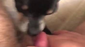POV porn movie with passionate oral with a sexy dog