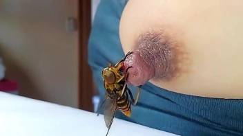 Bee fucking that nipple in its own strange way