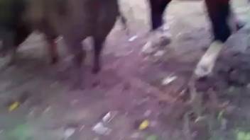 Stallion screws sow in filthy perversions as aroused dude films the action