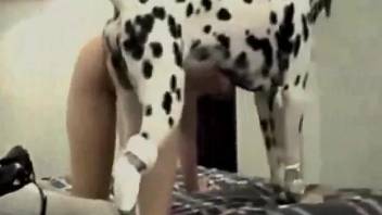 Tiny thong brunette enjoying hot sex with a Dalmatian