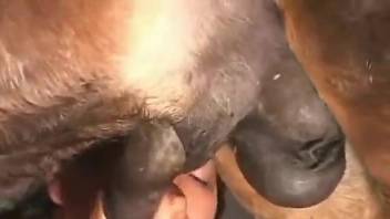 Lovely lady stroking a horse's cock to make it cum