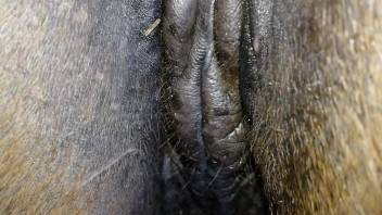 Female horse's vagina is penetrated by a throbbing-veined man's cock