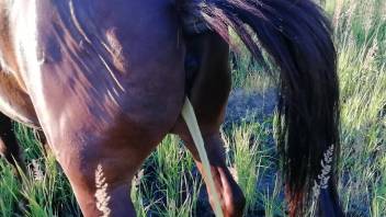 Attractive horse pissing or squirting in a hot porno