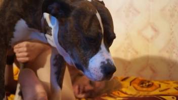 Hot chick rimming a dog's butt and banging as well