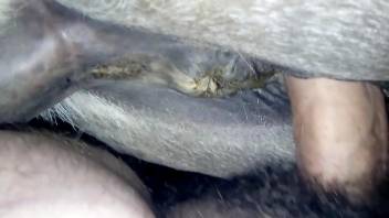Hairy cock dude punishing a horse pussy from behind