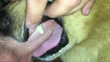 Dude fucking an animal's throat with his meaty penis