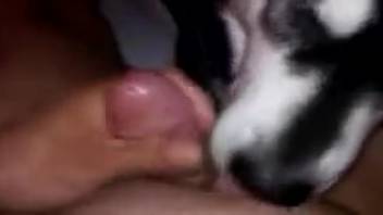 Guy masturbates frantically while a dog licks his dick