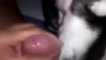 Dude shows his meaty dick to a dog that makes him cum