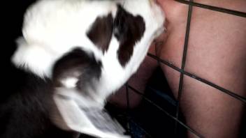 Bovine lapping at a stiff cock right on camera