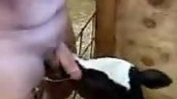 Man jerks off and enjoys a veal licking his wet dick