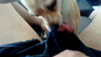 Canine assists aroused guy in enhancing his masturbation experience