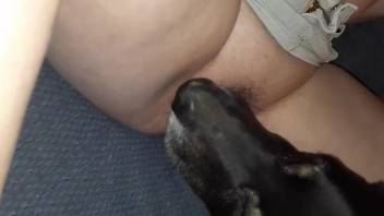 Hot female feels aroused by the dog licking her wet cunt