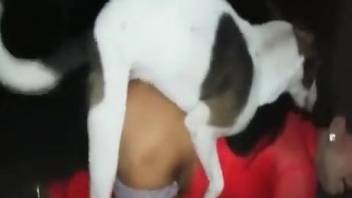 Skinny whore with a tight bum gets fucked by a dog