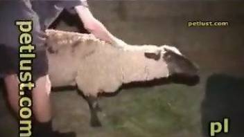 Dude fucks a sexy sheep in a passionate male zoo video