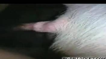 Horny zoophile fingering and fucking pig's asshole