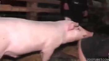Swine's bizarre dick ravages a snug human cunt