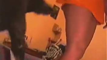 Curvy blonde submits to her well-endowed black dog