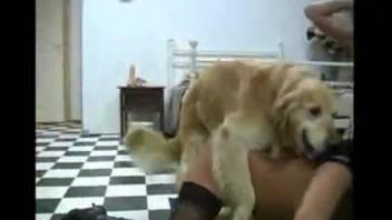 Collection of animal intercourse scenes with females in doggy position