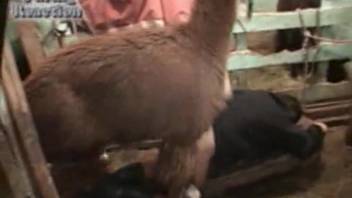 Steamy sex scene featuring a lustful barnyard beast and a rancher
