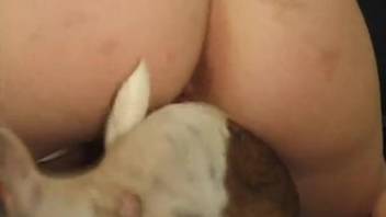 Hot babe with small tits, insane dog porn at home